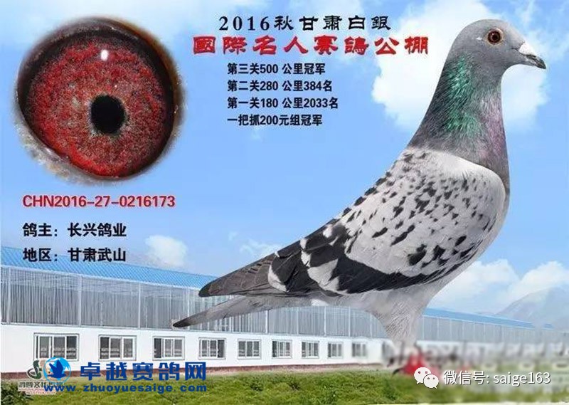 铭桥赛鸽公棚最新公告