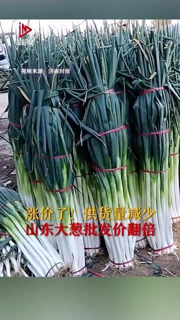 大葱批发价格最新消息