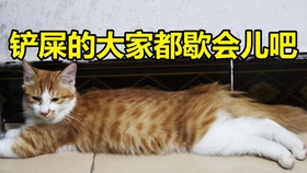 吃播猫小九最新一期