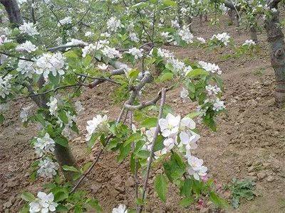 苹果树最新促花技术