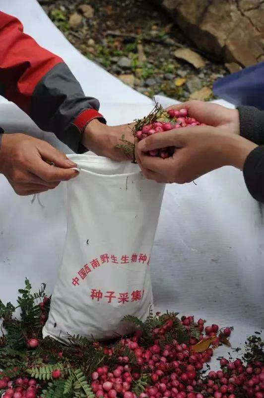 2025最新奥马免费资料生肖,探索未来奥秘，最新奥马免费资料生肖解析（2025年展望）