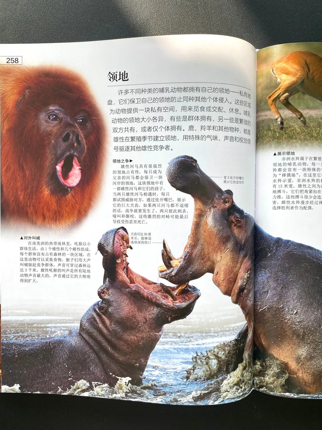四不像正版资料免费大全,四不像正版资料免费大全——探索知识的宝藏